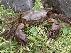 モクズガニ。モクズガニ科。甲幅7から8センチメートルになり、川にすむカニとしては大型です。甲羅の色は緑褐色で、腹側は白色です。ハサミに濃い褐色の毛が密生し、オスの方が毛の量が多くあります。雑食性。海と川を行き来する生活史を送ります。秋に川から海に下って繁殖し、幼生が海で生活し、稚ガニとして河口に住み着き、春から川を遡上し始めます。この画像は、採集した1個体を芝生の上に置いて撮影したもので、こちら向きです。