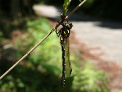 ムカシトンボ。ムカシトンボ科。体長45から56ミリメートル。体は、トンボ目としては太く、サナエトンボ類やヤンマ類のように黒色と黄色の部分があり、翅は透明で、イトトンボ類のように前翅と後翅がほぼ同じ形をしています。捕食者。幼虫は山地の渓流に生息し、春に羽化します。この画像の左下から伸びる草の茎の右側に掴まって止まっている1個体を撮影したもので、翅を閉じてぶら下がるように止まるのもムカシトンボの特徴です。