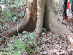 ムクノキの根元。この画像は、根元を撮影したもので、左右と手前に板根のように張り出しています。
