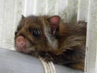 ムササビ。リス科。頭胴長30~50センチメートル程度。体色は褐色です。前足と後足の間に飛膜があり、グライダーのように木から木へと移動することができます。夜行性。画像は、倉庫内に巣を作った1個体が頭だけ外に出しているところを撮影したものです。左向き。