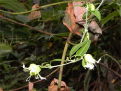 ナンバンハコベ。ナデシコ科。多年草。茎は他の植物などに寄りかかって、つる植物のように伸び、長さが1.7メートルに達することがあります。夏から秋にかけて、5枚の花びらを持った白い花を咲かせます。この画像は、茎の先に付いた2個の花を撮影したもので、葉も数枚、写っています。