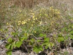 ナルトサワギク。キク科。1年草か多年草。マダガスカル原産の外来種で、冬季の含め1年中、黄色い花を咲かせているのが特徴です。キク科なので、花茎に先に付く1個の花に見えるのは、頭状花という小花の集合です。筒状花の先と舌状花とも黄色です。この画像は、海岸の砂地に生えた群落を撮影したもので、多数の頭状花が写っています。