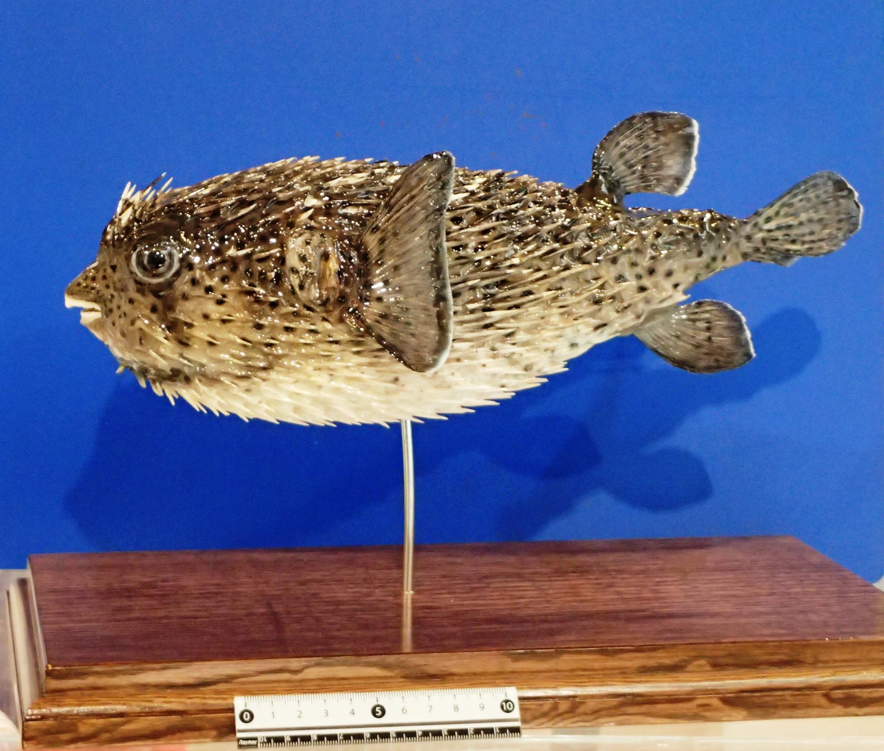 ハリセンボン科の魚類。二色の浜で2022年12月28日に打ちあげられていた個体。