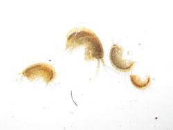 ニッポンヨコエビ。ヨコエビ科。体長10ミリメートル程度。左右に扁平で、背が丸まっていて、絶えず、横倒しになった形で移動します。体色は黄褐色です。川の上流域のきれいな水に生息し、石の隙間などにいます。雑食性。この画像は、採集した4個体を白いトレイの上に置いて撮影したものです。