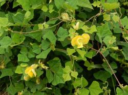 ノアズキ。マメ科。つる性の多年草です。他の植物に絡まって、茎を伸ばします。葉は3枚のひし形の小葉から成ります。夏から秋にかけて、黄色の非対称の花を咲かせます。この画像には、2個の開いた花が写っていて、その周りに、何本かのつると多数の葉が写っています。