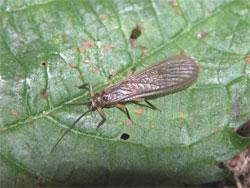 ノギカワゲラ。ヒロムネカワゲラ科。体長10ミリメートル前後。成虫は、前胸背板が褐色で、翅は半透明の褐色です。脚の腿節が黄色であるのが特徴です。幼虫は川の上流域から中流域にかけて生息し、春から夏にかけて成虫が出現します。この画像は、葉に止まっている1個体の成虫を背中側から撮影したもので、左向きです。以下、注釈です。カワゲラの仲間の成虫は陸生で、細長い体型をしていて、左右の翅が背中の上で重なるように折りたたまれて、腹部を覆います。水生の幼虫の口は前に向き、鰓のある場所は、グループによって違います。大型種の幼虫は、他の水生昆虫を捕食します。小型種の幼虫は、藻類や水生植物を食べます。成虫はふつう、水を飲むくらいだと言われています。近木川で、カワゲラの仲間が見られるのは、ほとんど上流域です。