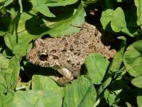 ヌマガエル。アカガエル科。無尾類。体長30~55ミリメートル。体表は灰褐色から暗褐色で、背面に多数のいぼがあります。次に紹介したツチガエルとともに「イボガエル」と言われることがありますが、ツチガエルの腹面には黒斑がまだら模様に配置されているのに対して、ヌマガエルの腹面は白色です。水田、湿地、河川に生息していて、繁殖期は春から夏にかけてです。幼生(オタマジャクシ)は、高水温にも耐えることができるそうです。画像は、葉上にジャンプした後の1個体を斜め上から写したもので、左向きです。