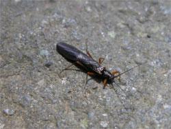 オビシタカワゲラ属。シタカワゲラ科。成虫と幼虫とも、小型で、細長い体型をしています。オビシタカワゲラ属も、何種類か含まれていると思われます。幼虫は主に川の上流域に生息します。この画像の成虫は、体と翅が黒色で、脚は茶褐色です。岩の上に止まっていて、右下向きです。