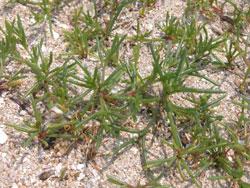 オカヒジキ。ヒユ科。海岸の砂地や砂礫地に生える一年草。茎は斜めにたおれて広がり、葉は円柱状で肉質。夏に、うす緑色の小さな花が咲きます。若葉をゆでて食用とされます。この画像には、砂地から生えた茎と葉が多数、写っています。