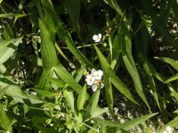 オモダカ。オモダカ科。多年草。水生植物。夏から秋にかけて、3枚の花びらを持った白い花を3個ずつ輪生させて咲かせます。この画像は、水田の畦近くで撮影したもので、中央に幾つかの花、その周囲に矢じり型の葉が何枚か写っています。