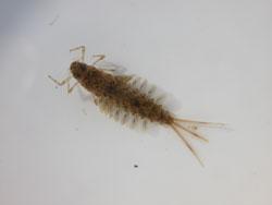 オオフタオカゲロウの幼虫。フタオカゲロウ科。体長15ミリメートル前後。体色は褐色で、翅はほぼ透明です。幼虫は流線形の体型で、うすい褐色にまだら模様があります。鰓は、腹部各節の左右に出て、第1、2腹節の鰓は、それぞれ2対になります。幼虫は、川の中流域から下流域の流れが緩やかな場所に生息し、付着藻類を食べます。成虫は、春から夏にかけて出現します。この画像は、採集した1個体の幼虫を白いトレイに入れて背中側から撮影したもので、左上向きです。