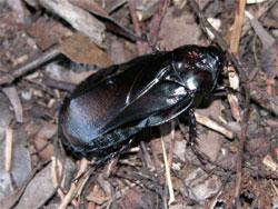 オオゴキブリ。大型のゴキブリ。体長40ミリメートル前後。黒色で光沢あり。頑丈な体型で触角が短いのが特徴です。朽ち木内や倒木の下で幼虫と成虫が共同で生活する亜社会性。この画像は、林床を這う1個体の成虫を撮影したもので、右向きです。