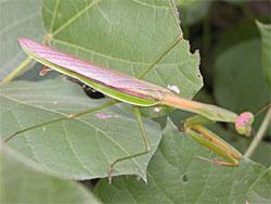 オオカマキリ。カマキリ科で、大型のカマキリです。オス成虫は体長80ミリメートル、メス成虫は体長90ミリメートルを超えることがあります。後翅の黒っぽい色と前脚の付け根の、うすい黄色の斑紋が特徴です。緑色型と褐色型があります。卵嚢内の卵で冬を越し、春にふ化、秋に成虫になる年1世代の生活史を送ります。捕食者。この画像は、葉の上にいる1個体の緑色型のオス成虫を横から撮影したもので、右向きです。