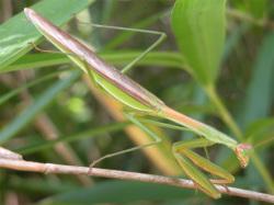 オオカマキリ。大型のカマキリです。オス成虫は80mmを超えることがあります。後翅の黒っぽい色と前脚の付け根の薄黄色の斑紋が特徴です。緑色型と褐色型があります。卵嚢内の卵で冬を越し、春にふ化、秋に成虫になる年1世代の生活史を送ります。カマキリの仲間は、可動域が広い頭部を持ち、前脚が鎌状になり、他の小昆虫を捕まえて食べます。画像は、葉の上にいる1個体の緑色型のオス成虫を横から撮影したもので、右下向きです。