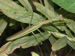 オオカマキリのオス。大型のカマキリです。オス成虫は80ミリメートルを超えることがあります。後翅の黒っぽい色と前脚の付け根の、うすい黄色の斑紋が特徴です。緑色型と褐色型があります。卵嚢内の卵で冬を越し、春にふ化、秋に成虫になる年1世代の生活史を送ります。カマキリの仲間は、可動域が広い頭部を持ち、前脚が鎌状になり、他の小昆虫を捕まえて食べます。この画像は、葉の上にいる1個体の緑色型のオス成虫を横から撮影したもので、右向きです。