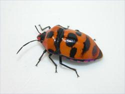 オオキンカメムシ。キンカメムシ科。体長23ミリメートル前後。背中側は光沢のある紅色に、黒色の斑紋がまばらにあります。カメムシの仲間にしては、背腹の高さがある体型です。成虫で集団越冬し、春から分散移動します。海上を飛翔している個体も発見され、長距移動するようです。ストロー状になった口吻で、アブラギリなどの汁液を吸います。この画像は、採集した1個体を白いトレイの上に置いて撮影したもので、左向きです。