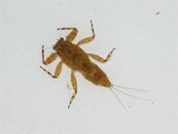 オオマダラカゲロウの幼虫。マダラカゲロウ科。体長14ミリメートル前後。体色は褐色で、腹部は、各節の前縁は色が、うすくなって、縞模様に見えます。翅は透明です。幼虫はがっしりとした体型で、鰓は腹部の背面に乗る形になります。体色は、赤褐色に、それに近いさまざまな色の斑紋がまだら状に入ります。幼虫は、川の上流域から下流域の流れが緩やかな場所に生息し、他の水生昆虫を捕まえて食べます。成虫は春に出現します。この画像は、採集した1個体の幼虫を白いトレイに入れて背中側から撮影したもので、左上向きです。