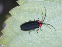 オオオバボタル。ホタル科。体長14ミリメートル前後。前胸背板はピンク色で、中央に黒色の縦帯が入り、縁が反っています。前翅は黒色です。触角は、ギザギザ状になります。成虫は初夏に出現します。幼虫は陸生で、朽ち木内などにすみ、他の昆虫を食べます。この画像は葉の上にいる1個体の成虫を撮影したもので、右向きです。