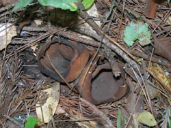 オオチャワンタケ。チャワンタケ科。腐植土に生えます。捨てられた畳に生えることもあります。色は褐色で、お椀型の子のう盤は、直径が5センチメートル前後あります。この画像は、地面から生えた2個を上から撮影したものです。
