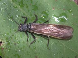 オオヤマカワゲラ。カワゲラ科。体長30ミリメートル前後。大型のカワゲラです。体は黒い褐色で、翅は茶褐色です。幼虫は川の上流域に生息し、他の水生昆虫を食べます。成虫は春に出現します。この画像は、葉の上に止まっている1個体を背中側から撮影したもので、左向きです。