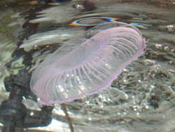 オワンクラゲ。刺胞動物。オワンクラゲ科。傘の直径は20センチメートルになることもあります。春から夏にかけて見られ、水面を浮き、他のクラゲや小魚を食べます。この画像の1個体は、水槽内の水面に浮かんでいるもので、傘がうすいピンク色で、腕が短いのは、弱っている個体を採集したからだと思います。