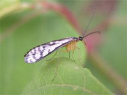 プライヤシリアゲ。シリアゲムシ科。体長16ミリメートル前後。体部は黒色で、翅には黒色の網目模様が入り、脚は黄色です。成虫は春から夏にかけて出現します。細長い口吻で、他の幼虫を捕食したり、昆虫の死体から体液を吸います。この画像は、葉に止まっている1個体のオス成虫を横から撮影したもので、右向きです。