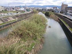 貝塚近木川大橋、府道臨海線(上流側)。府道臨海線(上流側)。貝塚市脇浜と澤の境です。両岸ともコンクリート護岸です。ダンチクに覆われた中州があります。