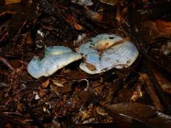 ルリハツタケ。ベニタケ科。柄の上に傘が開くという、ふつうの形をしたキノコです。傘の直径は5から10センチメートルです。ベニタケの仲間なのに、傘の色は青色で、いくつかの輪状の紋が入ります。この画像は、落葉の堆積した林床から生えた2本を撮影したものです。