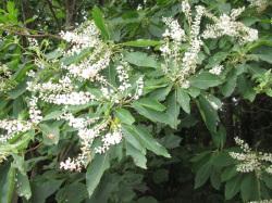 リョウブの花。この画像には、多数の葉と、手前に30本ほどの総状花序が白い5枚の花びらを持った花を付けている状態を撮影したもので、葉の緑色と花の白色が対照的です。