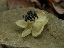 サルナシの落ちた花。ふつう上部に花を付けるのですが、この画像は、地面に落ちた白い花を撮影したものです。5枚の花枚の花びらを持った白色に対して、雄蕊の先にある葯の黒紫色が目立ちます。
