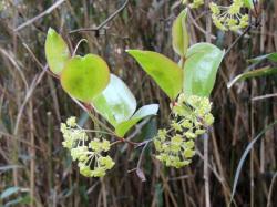 サルトリイバラの花。この画像は、茎の先を撮影したもので、8枚ほどの葉と、5個ほどの花序に付く多数の、うすい黄緑色の花が写っています。若い葉は、うすい緑色です。