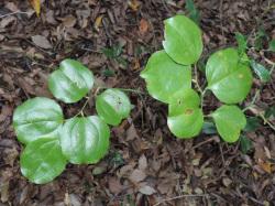 サルトリイバラ。サルトリイバラ科。つる性の半低木。茎に棘があります。茎は、他の植物に絡まって伸びます。葉は円形に近い形で、長さは3から12センチメートルです。春に、うすい黄緑色の小さな花を多数、まとまって咲かせ、秋に直径8ミリメートルほどの赤い実を付けます。この画像は、地面を這っている茎と、そこから出た10枚の葉を上から撮影したものです。