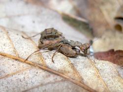 サツマヒメカマキリの幼虫。小型のカマキリ。オス成虫の体長は32ミリメートル前後、メス成虫の体長は34ミリメートル前後です。体は褐色で、前翅の前縁が黄緑色です。大阪府で、幼虫で冬を越すのは、サツマヒメカマキリだけです。春から夏にかけて成虫が見られます。この画像は、枯れ葉の上にいる1個体の幼虫を横から撮影したもので、右向きで、腹部を反り返らせています。