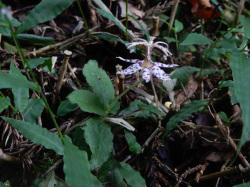セトウチホトトギス。ユリ科。多年草。秋に紅紫色の斑が入った花を咲かせます。花の形は独特で、花被片(花弁と咢)が開き、太い花柱が立ち、花柱の先から花糸が広がりながら垂れ下がります。この画像は、1本の茎から出た複数の葉と1個の花を撮影したものです。