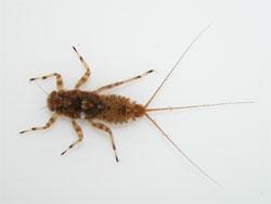 シリナガマダラカゲロウの幼虫。マダラカゲロウ科。体長13ミリメートル前後。体色は褐色で、翅はほぼ透明です。幼虫は3本の尾毛が長いのが特徴です。幼虫は川の下流域の流れが緩やかな場所に生息します。成虫は春に出現します。この画像は、採集した1個体の幼虫を白いトレイに入れて背中側から撮影したもので、左向きです。