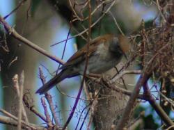 シロハラ。ヒタキ科。冬鳥。全長24センチメートル前後。林縁、林内、公園などに生息します。背中側はやや濃い目の茶色で、腹側は、うすい茶色です。頭は青みがかった灰色をしています。黄色のアイリングも特徴です。雑食性で、昆虫、ミミズ、木の実などを食べます。この画像は、枝に止まっている1羽を撮影したもので、右向きで、顔は下を向いています。