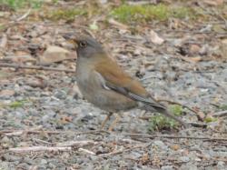 シロハラ。ヒタキ科。冬鳥。全長24センチメートル前後。林縁、林内、公園などに生息します。背中側はやや濃い目の茶色で、腹側は、うす茶色です。頭は青みがかった灰色をしています。黄色のアイリングも特徴です。雑食性で、昆虫、ミミズ、木の実などを食べます。この画像は、地面にいる1羽を撮影したもので、左向きです。