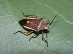シロヘリクチブトカメムシ。カメムシ科。体長14ミリメートル前後。体色は茶褐色です。前翅の前縁が白色で、止まっている状態では体の両側が白く縁どられることになります。前胸背板の左右に突き出る棘があり、その棘は黒色です。春から夏にかけて成虫が出現します。自然遊学館の成虫の標本は、春と秋に採集されたものです。水田や草原に生息し、ストロー状になった口吻をガの仲間の幼虫に突き刺し、その体液を吸います。この画像は、葉の上にいる1個体を撮影したもので、右向きです。
