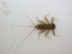 シロタニガワカゲロウの幼虫。ヒラタカゲロウ科。成虫の体長は12ミリメートル前後です。体色は、うす黄色で、翅はほぼ透明です。幼虫は平らな体型をしていて、褐色です。頭部の前縁に、4個の白色の小班があり、尾毛は3本です。川の上流域から中流域に生息し、石に表面に生えた藻類を食べます。成虫は、春から夏にかけて見られます。この画像は採集した1個体の幼虫を白いトレイに入れて背中側から撮影したもので、右向きです。