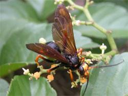 スギハラベッコウ。ベッコウバチ科。体長25ミリメートル前後。体色は黒色で、顔と脚の先半分が赤褐色から黄色です。翅は褐色半透明です。胸部と腹部の間がくびれます。主に夏に成虫が見られます。成虫は、朽ち木に巣を作り、クモを狩って、幼虫の餌とします。この画像は、ヤブガラシの葉に来た成虫を背中側から撮影したもので、頭は左下側です。以下、注釈です。ベッコウバチ科の成虫のクモを狩る行動を重視して、クモバチ科という和名に変わりました。現在は、スギハラクモバチとも呼ばれますが、学名と違って、和名の決定には正式な規則がありません。