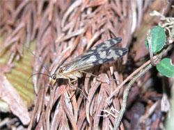 スカシシリアゲモドキの網斑型。シリアゲムシ科。体長12ミリメートル前後。細長い体型で、体部は黄褐色です。主に春に成虫が出現します。細長い口吻で、他の幼虫を捕食したり、昆虫の死体から体液を吸います。この画像は、枯れ葉に止まっている1個体の成虫を横から撮影したもので、左向きです。スカシシリアゲモドキの翅には3つのタイプがあり、この網班型は、基部は透明で、先端半分は、黒色の網目模様が入ります。次に紹介するのは、翅のほとんどが黄褐色の半透明で、翅の先端だけが黒色になる端紋型です。翅のすべてが黄褐色の半透明である無紋型の。この画像はありません。