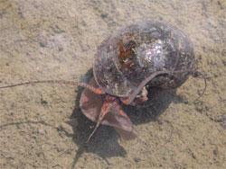 スクミリンゴガイ。リンゴガイ科。池や水田に生息する淡水にすむ巻貝です。殻高が50ミリメートルを超えることもあります。南アメリカ原産の外来種で、イネを食害することから、環境省により特定外来生物に指定されています。この画像は、水田の底を這っているもので、殻のほかに軟体部が少しと1対の触角が写っています。