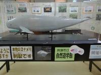 スナメリ。ネズミイルカ科。体長150~200センチメートル。クジラの仲間としては小型です。体色は明るい灰色です。海岸に近い、水深50メートル以内の浅い海域に生息し、魚類、エビ・カニ、イカ・タコなどを摂食します。画像は、貝塚市の海岸に打ち上げられた1個体の死体をはく製にして、自然遊学館に展示しているものを横から撮影したもので、左向きです。