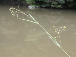 スズサイコ。ガガイモ科。多年草。直立した茎は高さ1メートルに達することがあります。初夏に緑に赤みが入った色の星型の花を咲かせます。この画像は、池の堤から伸びた茎の先を撮影したもので、背景は池の水面です。