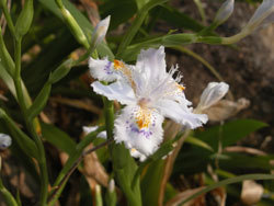 シャガ。アヤメ科。多年草。花茎の高さは50から60センチメートルです。春に白色の花を咲かせます。花弁には紫色と黄色の斑紋が入ります。中国原産で、かなり古い時期に日本に入ってきたと言われています。この画像には、中央に1個の開花、その上に2個の蕾が写っています。