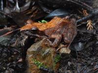 タゴガエル。アカガエル科。無尾類。体長30~60ミリメートル。体表は赤褐色から黒褐色です。眼の後部から鼓膜にかけて濃い色をしています。繁殖期は早春から秋にかけてで、渓流沿いの岩場の隙間などから、オスの鳴き声が聞こえます。画像は、落葉が少しある地面にいる1個体を横から写したもので、左向きです。