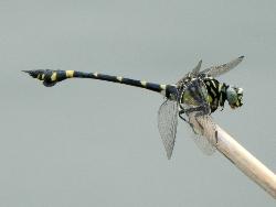 タイワンウチワヤンマ。サナエトンボ科。体長70ミリメートル前後。ウチワヤンマと同じく、腹部第8節にうちわ状の突起を持ちますが、突起全体が黒色で、黄色の部分がないのが、ウチワヤンマとの違いです。平地から丘陵地にかけての抽水植物が生えた池に生息し、春から秋にかけて成虫が出現します。この画像は、池の水面から突き出した枯れ茎の先に止まった1個体を撮影したもので、右向きです。