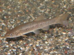 タカハヤ。コイ科。淡水魚。全長15センチメートル前後。体型は、オイカワやカワムツより細長です。体色は、うすい褐色で、側面に金色の小点が散在します。河川の上流域に生息します。雑食性で、昆虫や藻類を食べます。この画像は、水槽内の砂利底近くを泳ぐ1個体を撮影したもので、左向きです。
