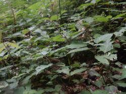 タニタデ。アカバナ科。多年草。茎は紅色で、高さは20から50センチメートルになります。夏に茎の先の方から数本の花柄を出し、白色からうす紅色で2枚の花びらを持った小さな花を咲かせます。この画像は、左側が少し下がった斜面の林床から生えた群落を撮影したもので、5本以上の茎の先に、小さな花が写っています。画面の下側には広い葉が写っています。