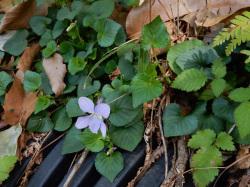 タチツボスミレ。スミレ科。多年草。春に、うすい紫色で5枚の花びらを持った花を咲かせます。スミレ類の花は横向きに咲きます。葉はハート型です。ごく普通に見られるスミレです。この画像には、1個の花と、多数の葉が写っています。